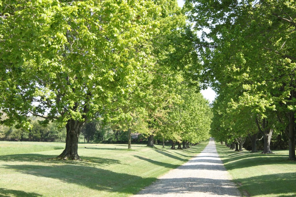 stone road with lush trees surrounding it